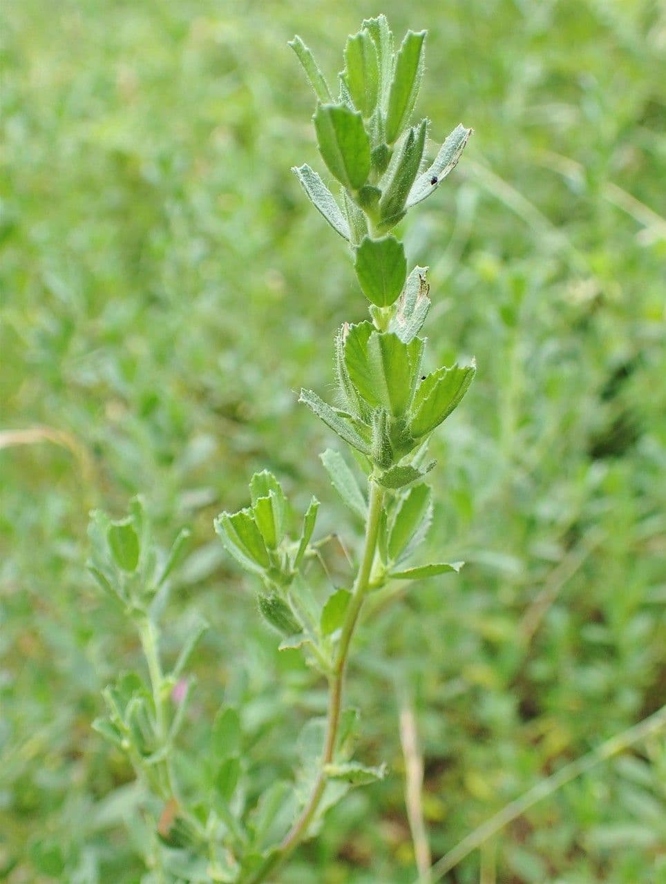 Ononide spinosa 21