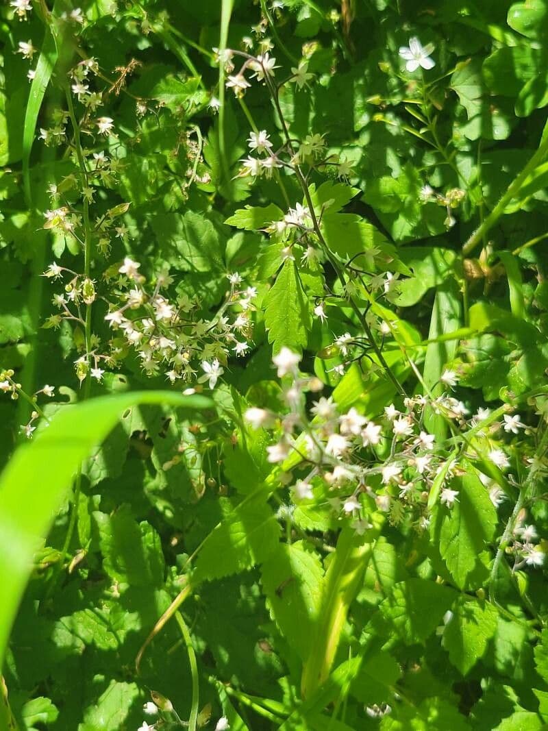Tiarella trifoliata 4