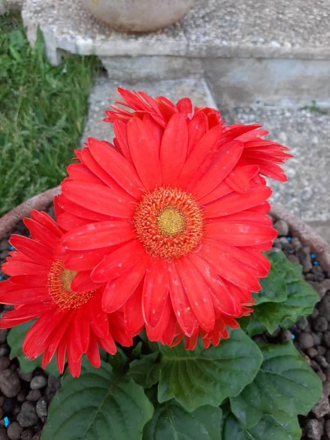 Gerbera