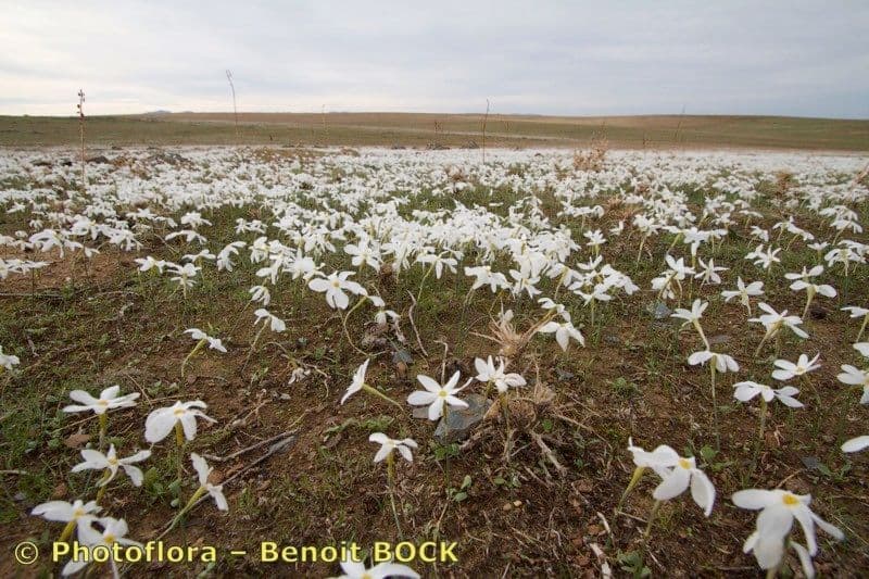 Narcisse d'automne 10