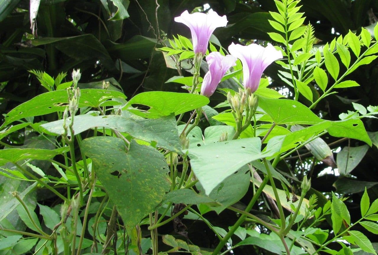 Ipomoea trifida 7