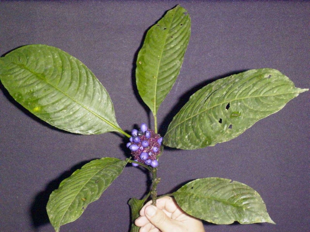 Palicourea 20