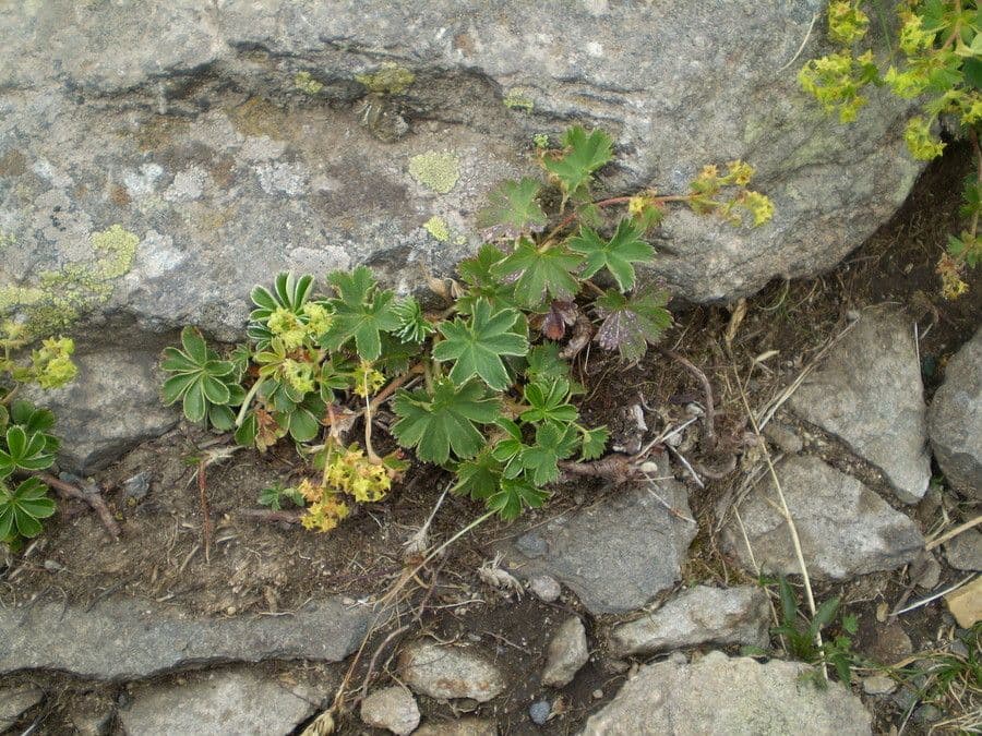 Alchemilla 7