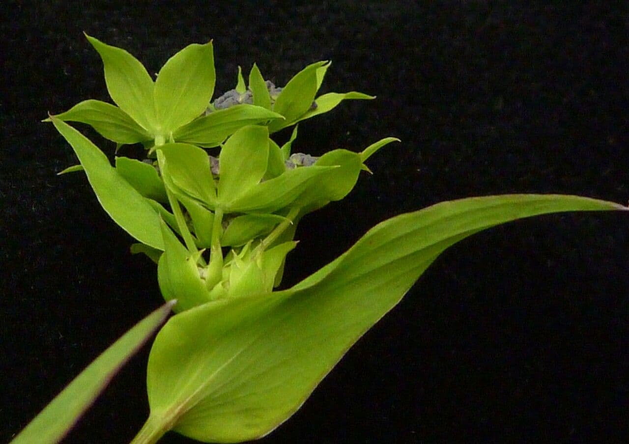 Bupleuro gracile 9