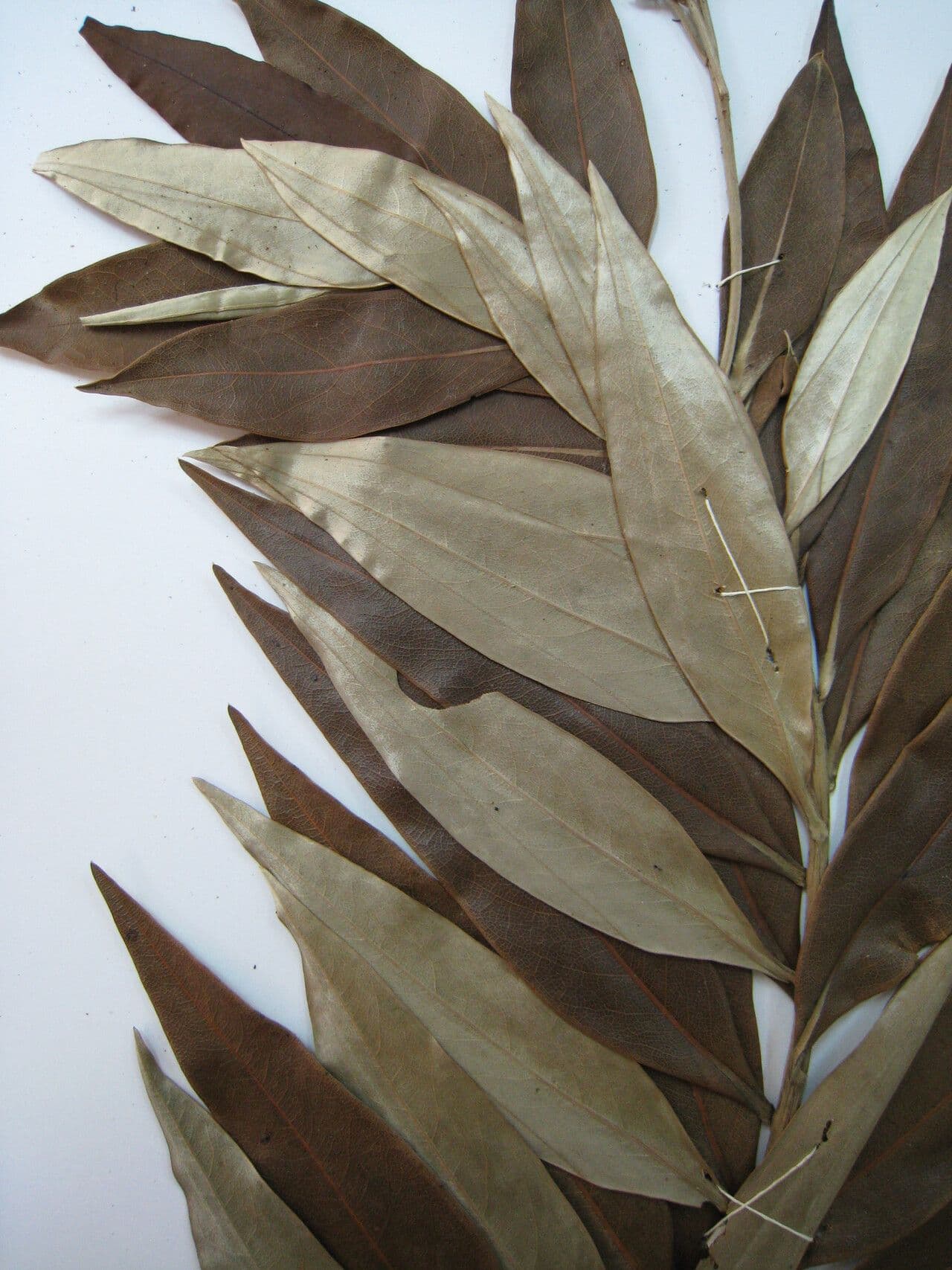 Ocotea 6