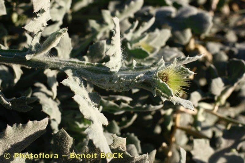 Centaurea 21