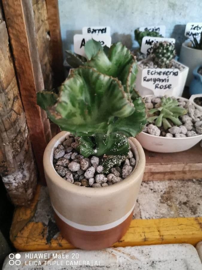 Euphorbe candélabre 15