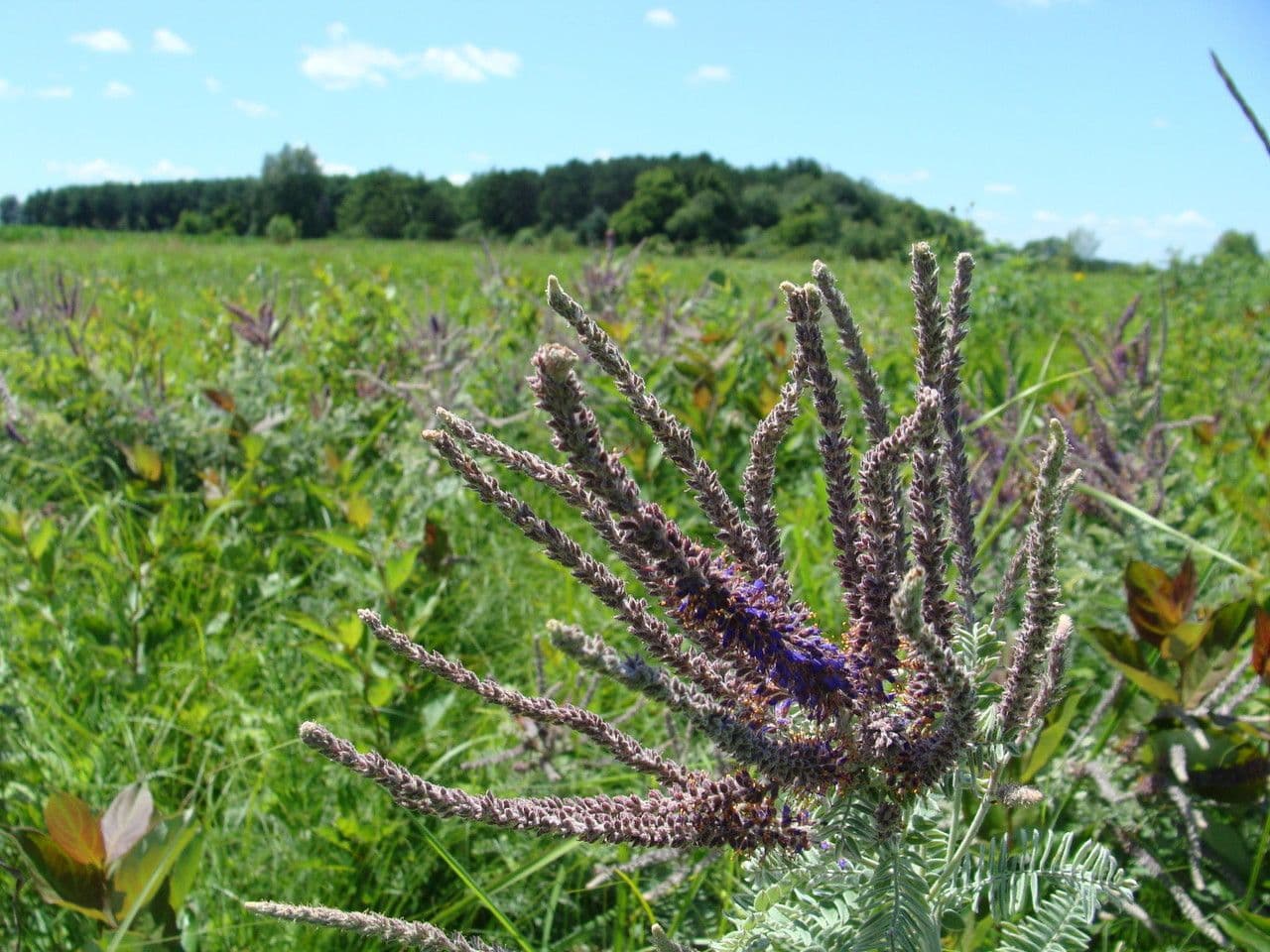 Leadplant 15