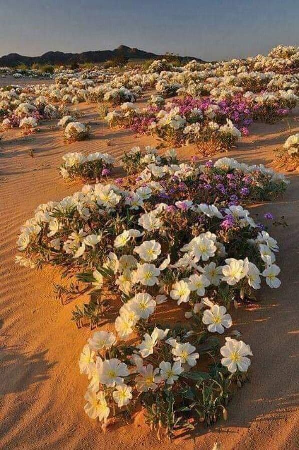 Enagra californiana 8