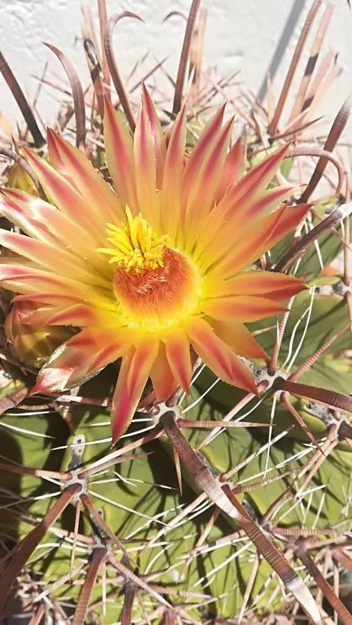 Cactus a botte uncino 8