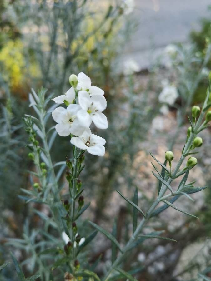 Gomphostigma virgatum 4