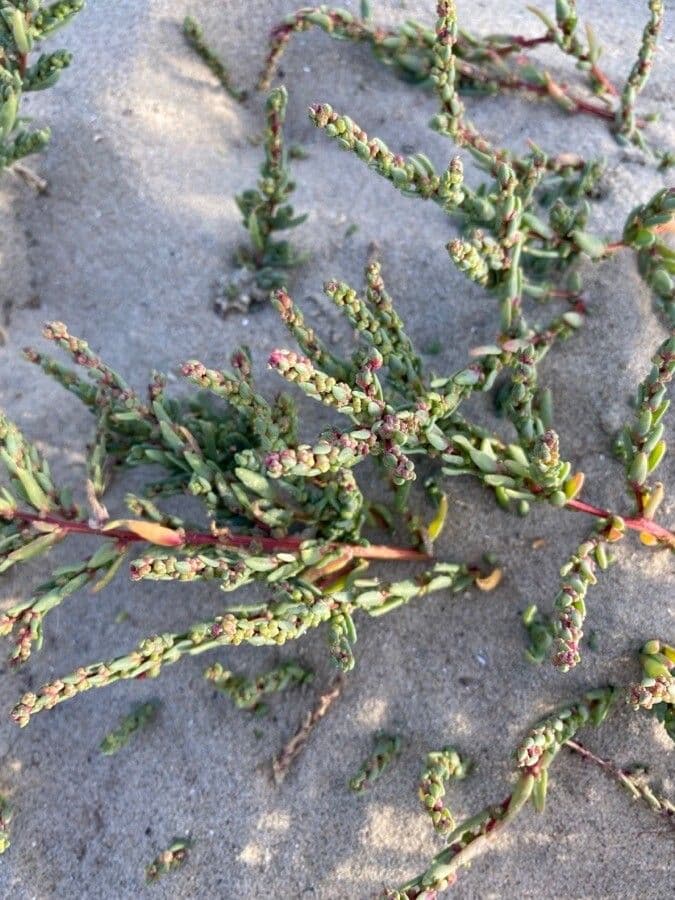 Suaeda marittima 19