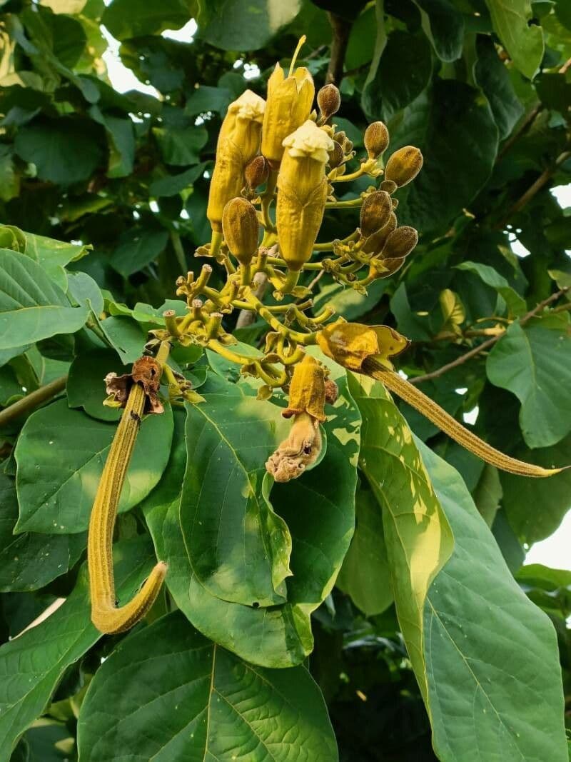 Fernandoa 6