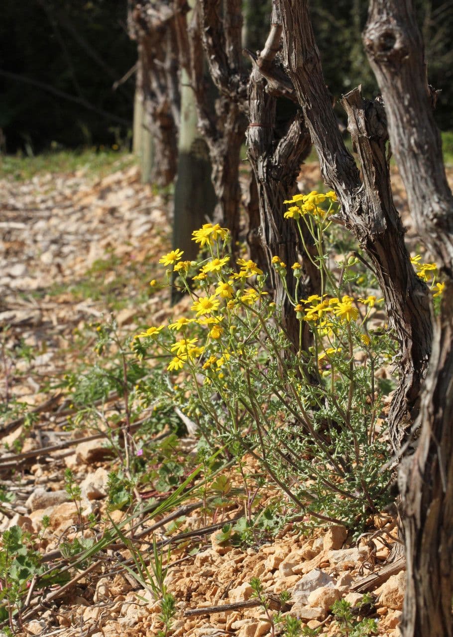 Senecio 9