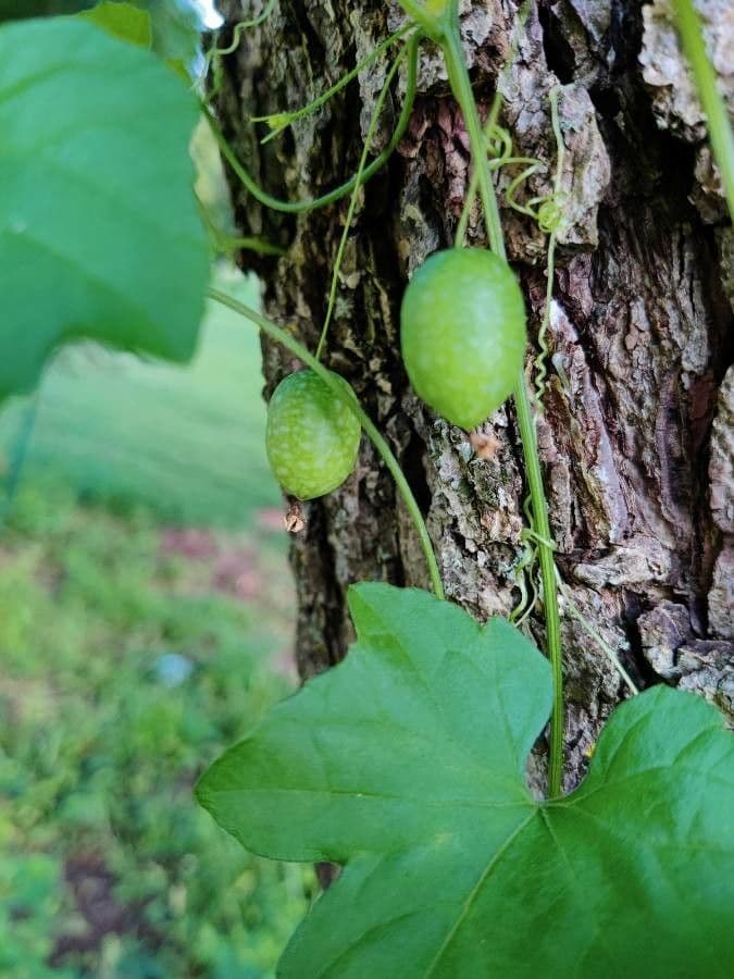 Melothria pendula 2