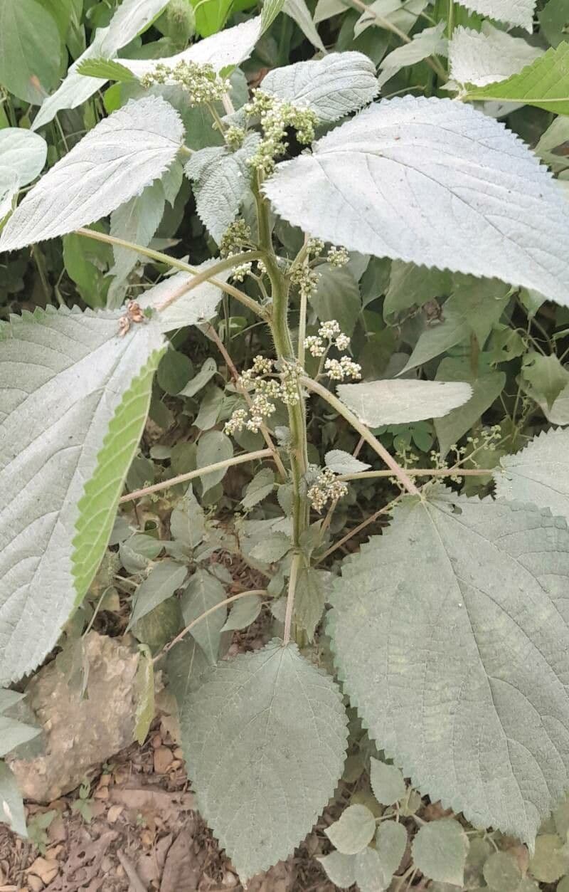 Laportea aestuans 7