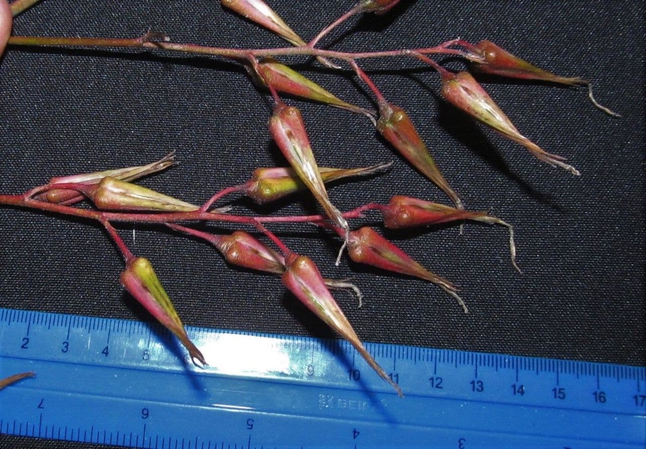Pitcairnia 4