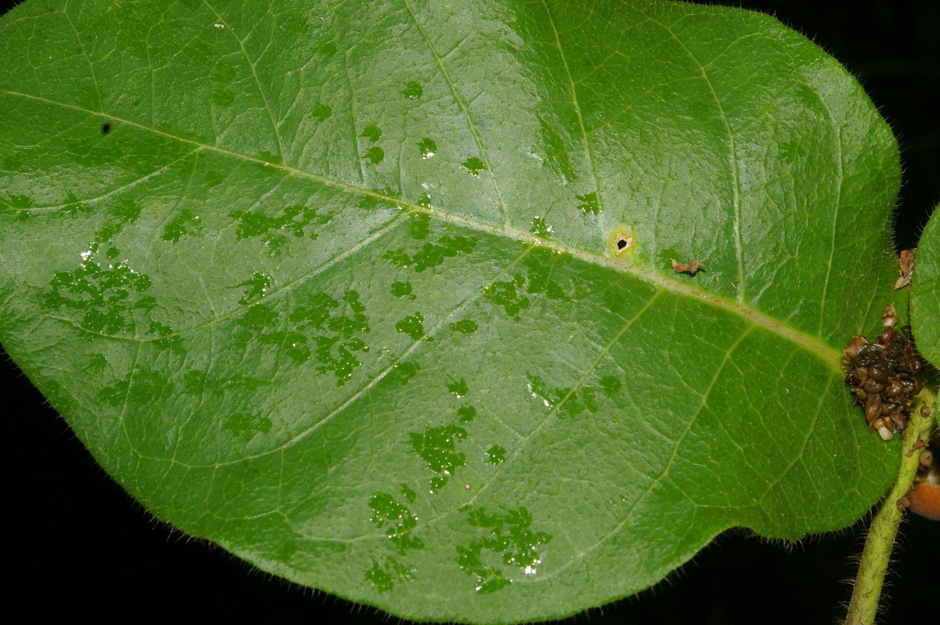 Macroscepis 11