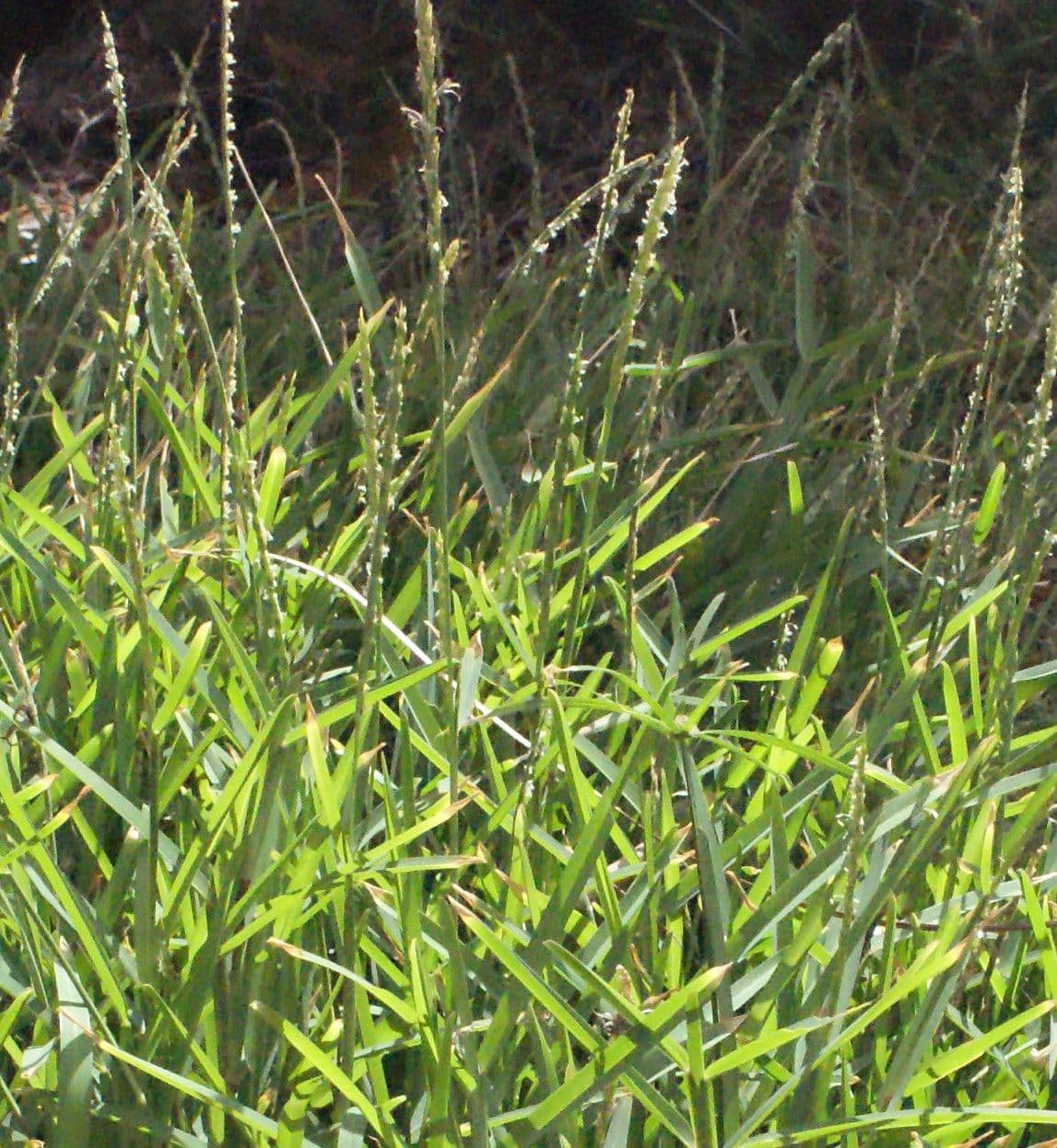 Stenotaphrum 6