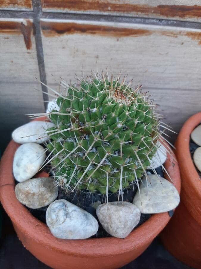 Mammillaria 30