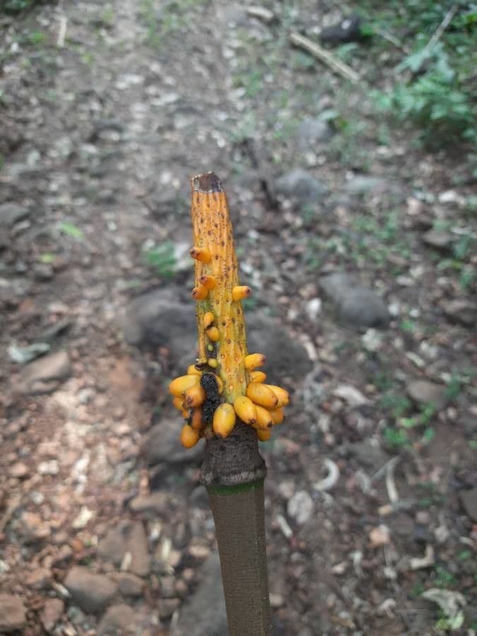 Patata talinga 2