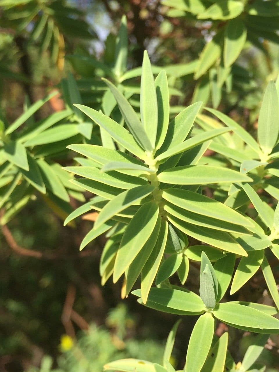 Millepertuis lancéolé 25