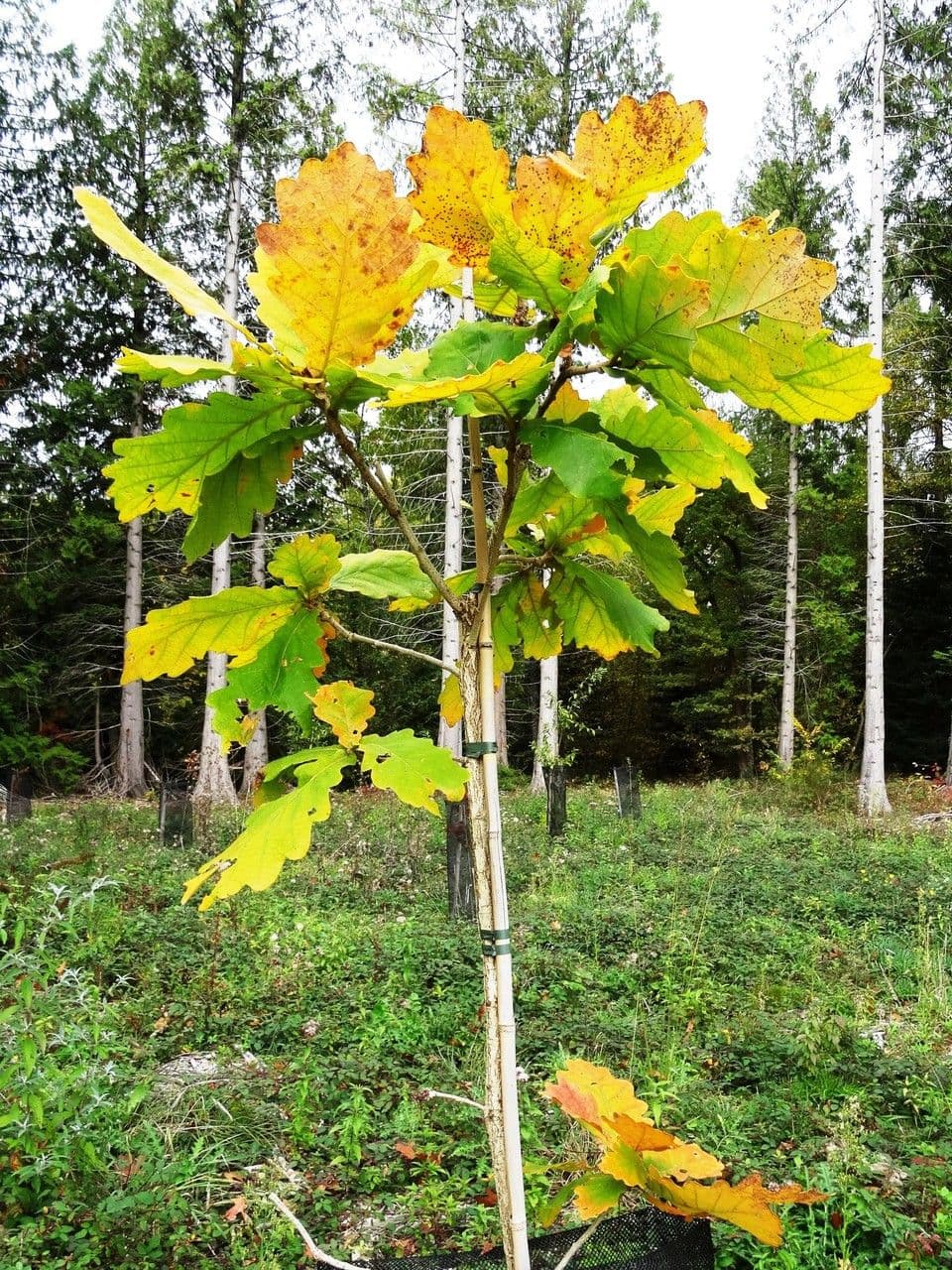 Quercia Daimyo 12