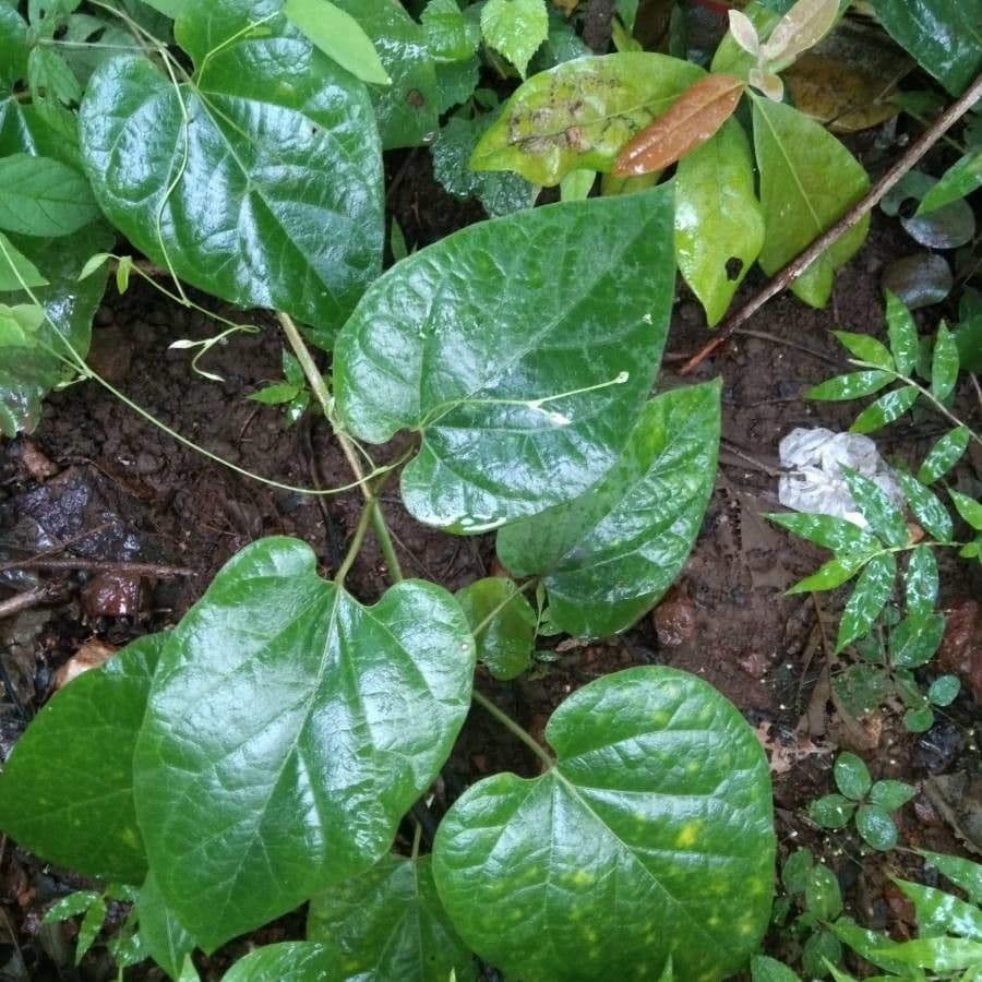 Cissus 11