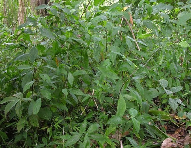 Palicourea hebeclada 5