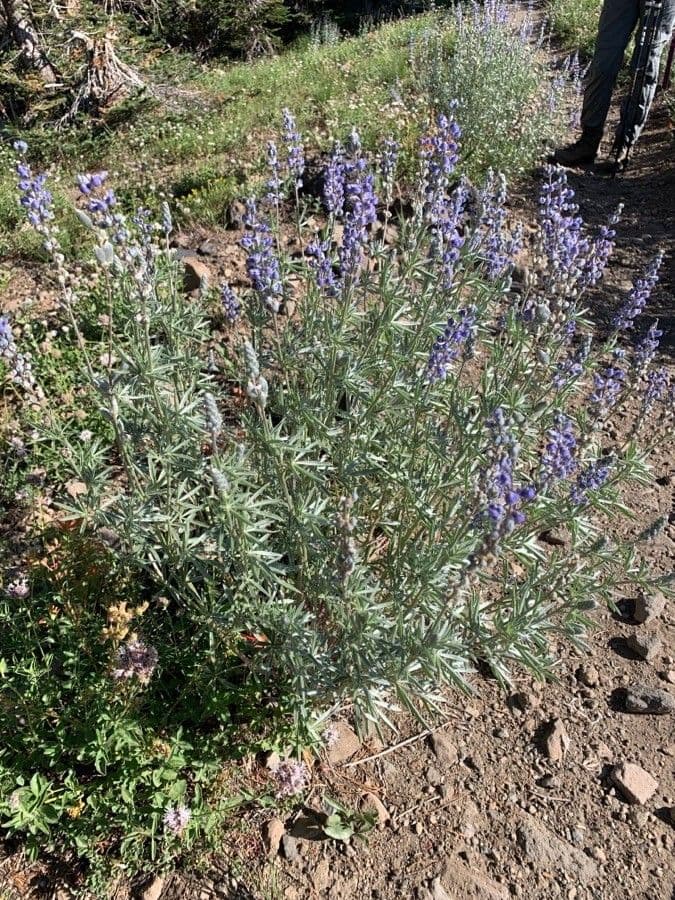 Silbriger Lupine 2