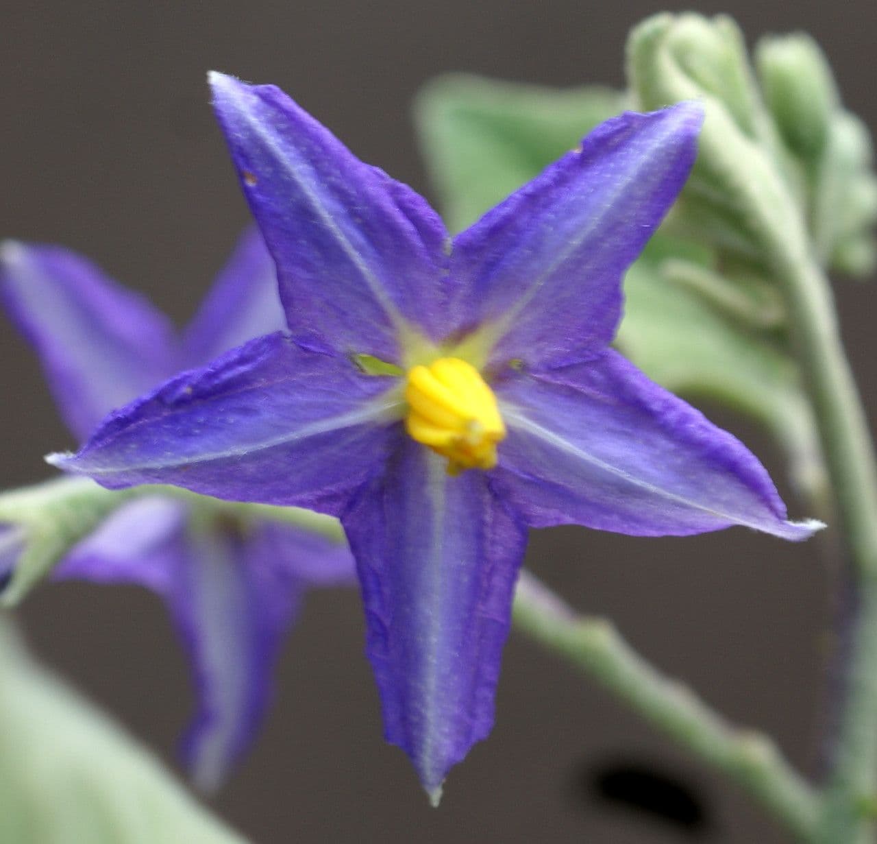 Solanum di Wright 4