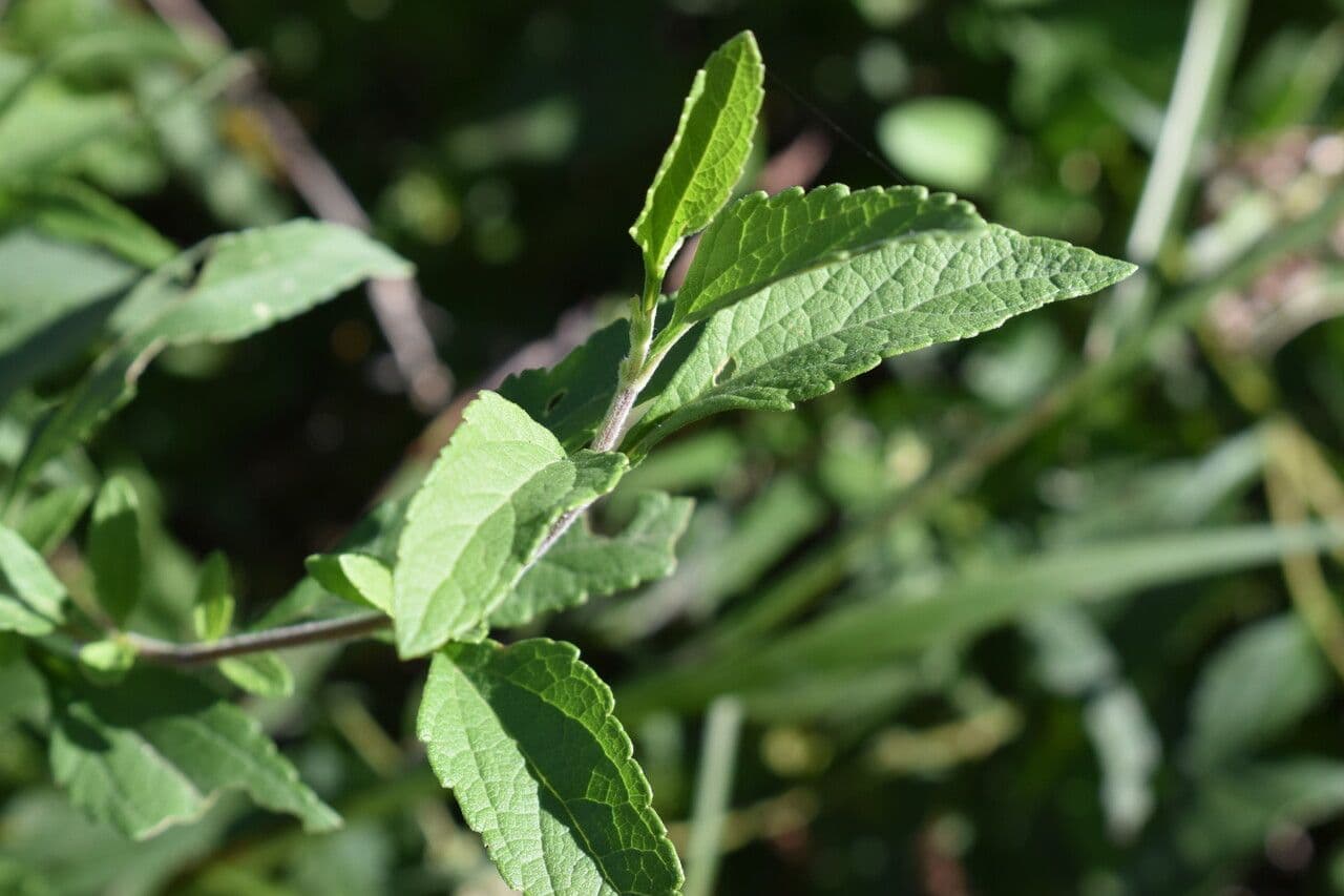 Austroeupatorium 9