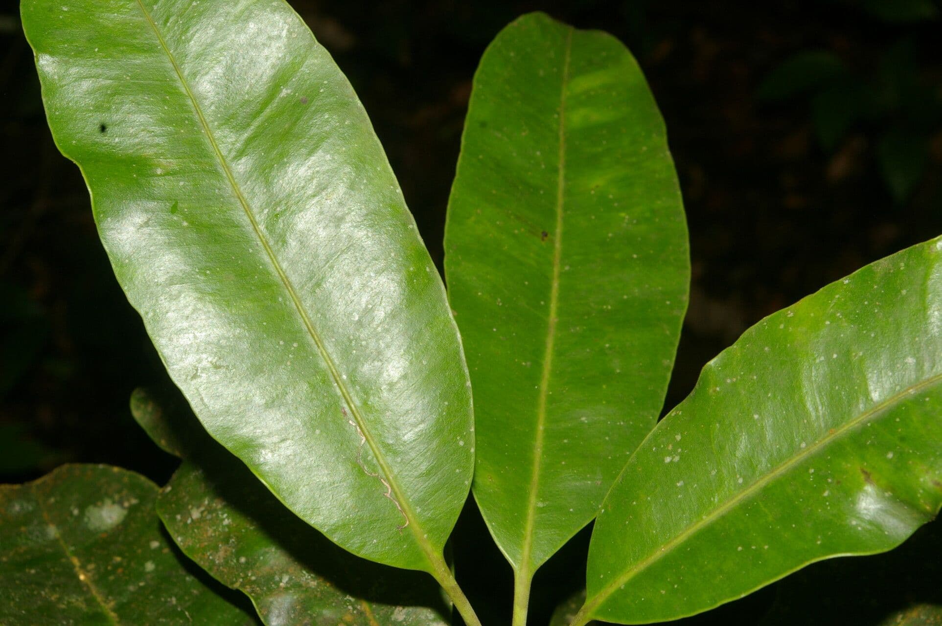 Aspidosperma 3