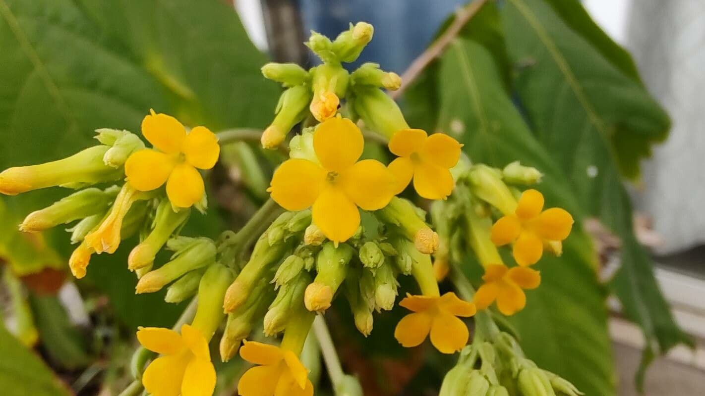 Kalanchoe densiflora 2