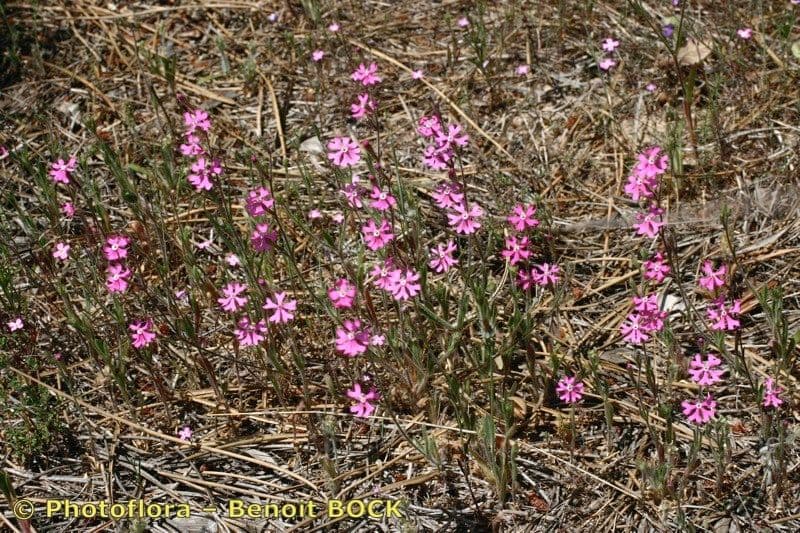 Silene 9