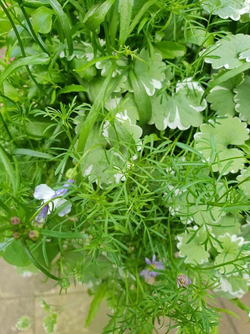 Brachyscome 9