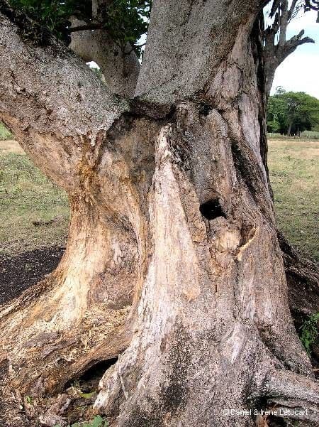 Cabbagetree 19