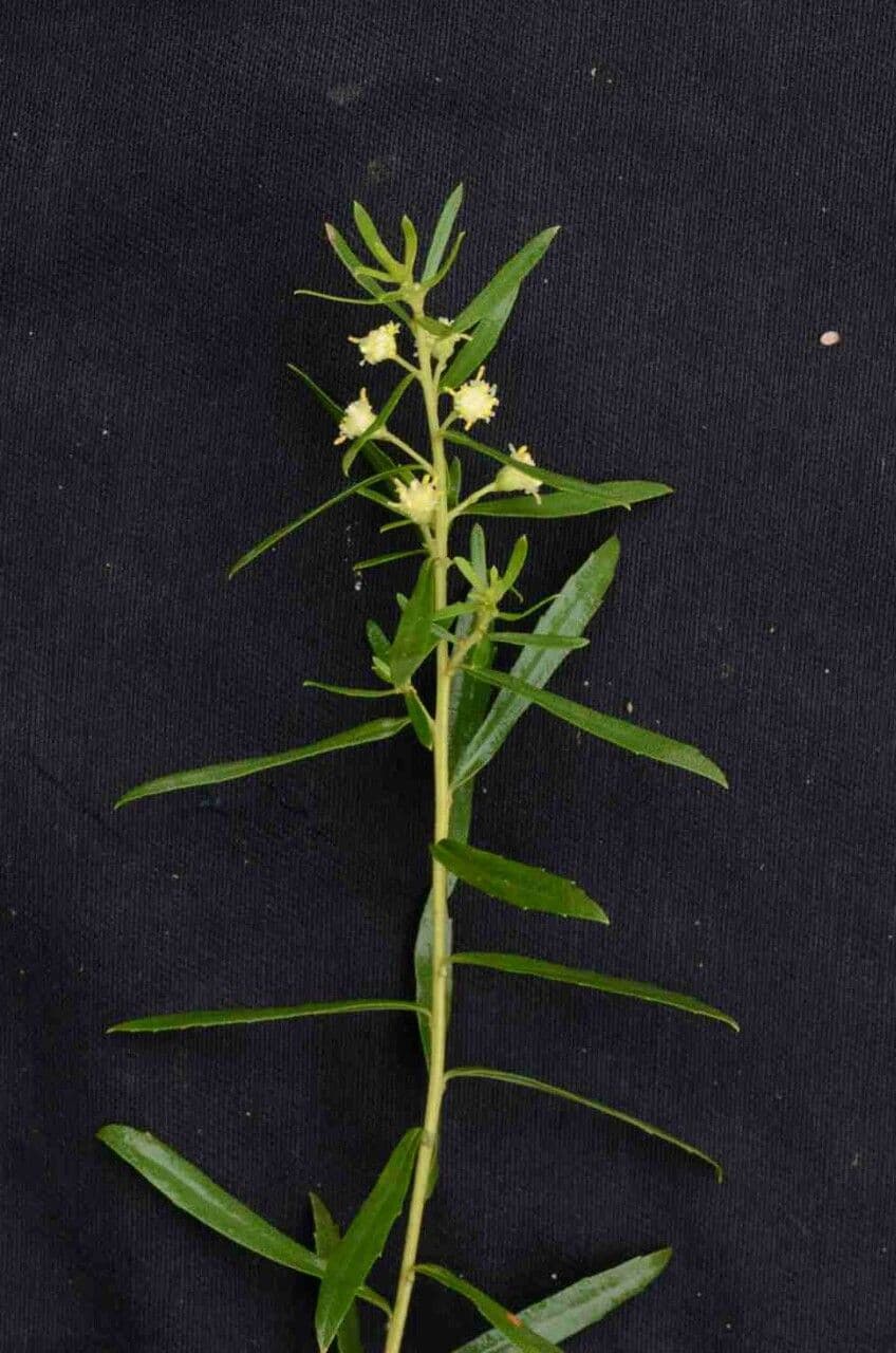 Baccharis dracunculifolia 11