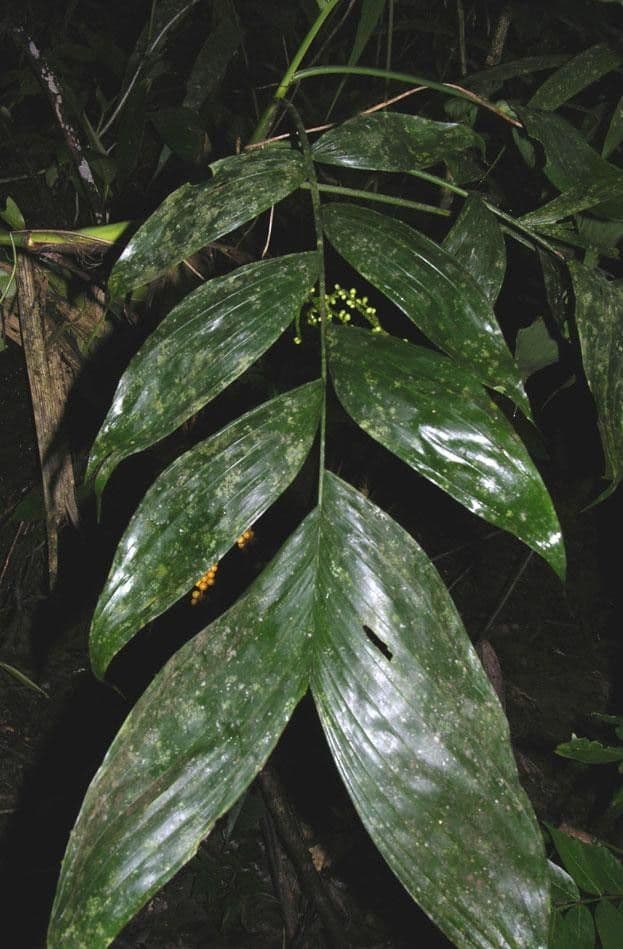 Chamaedorea 12