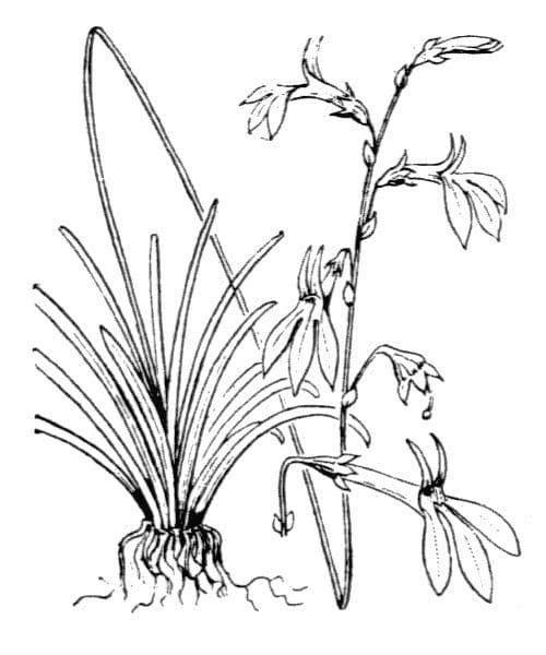 Lobelia acquatica 23