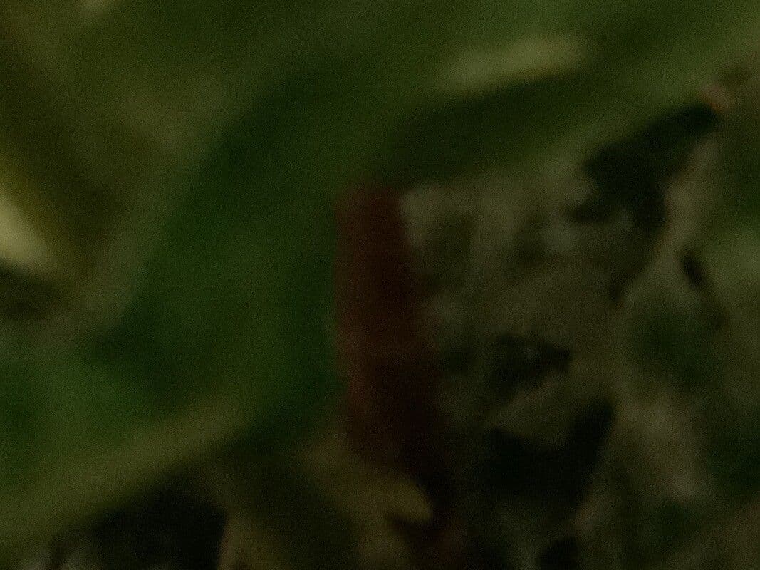 Blechnum 10