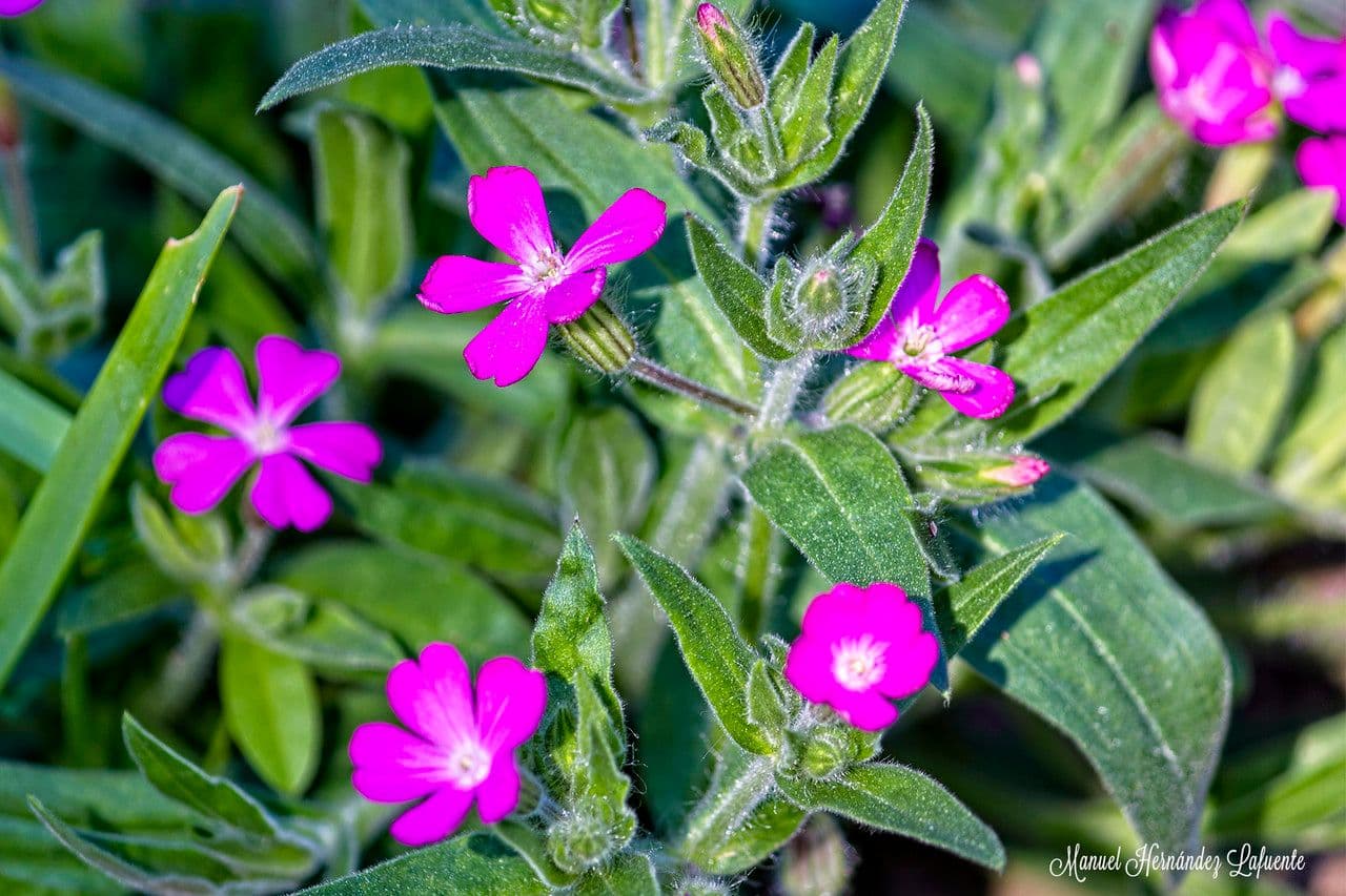 Silene 3