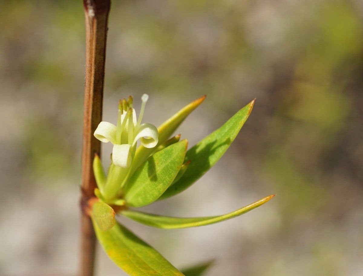 Ernodea 7