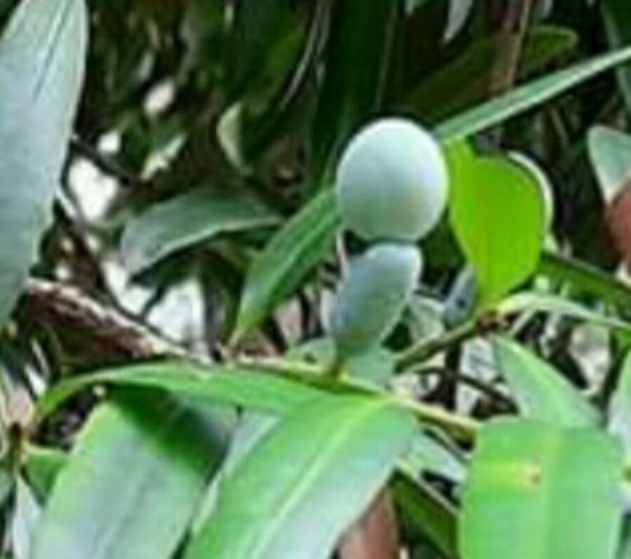 Hohe Podocarpus 5