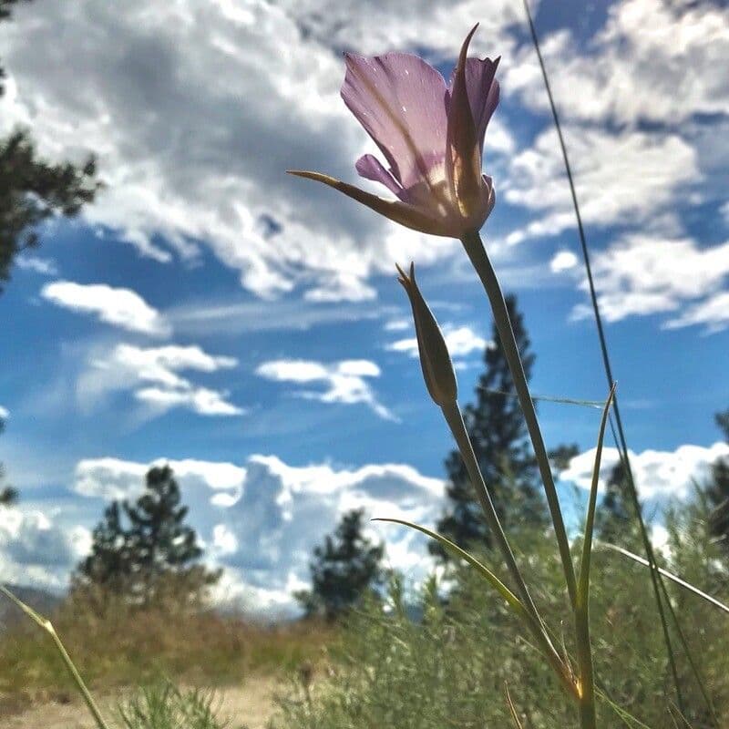 Calochortus macrocarpus 9