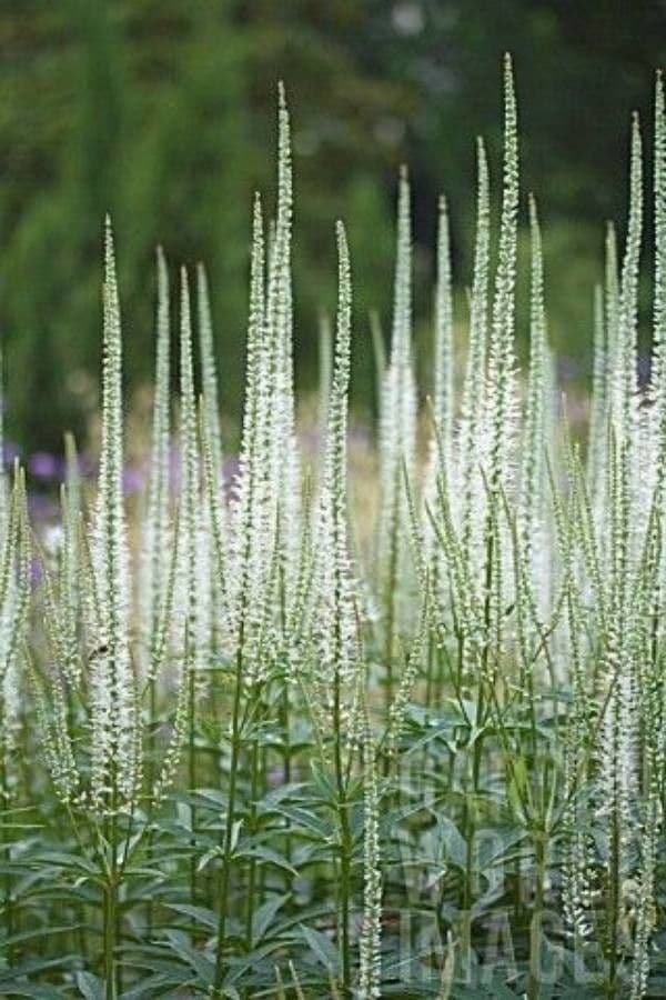 Veronica virginica 9