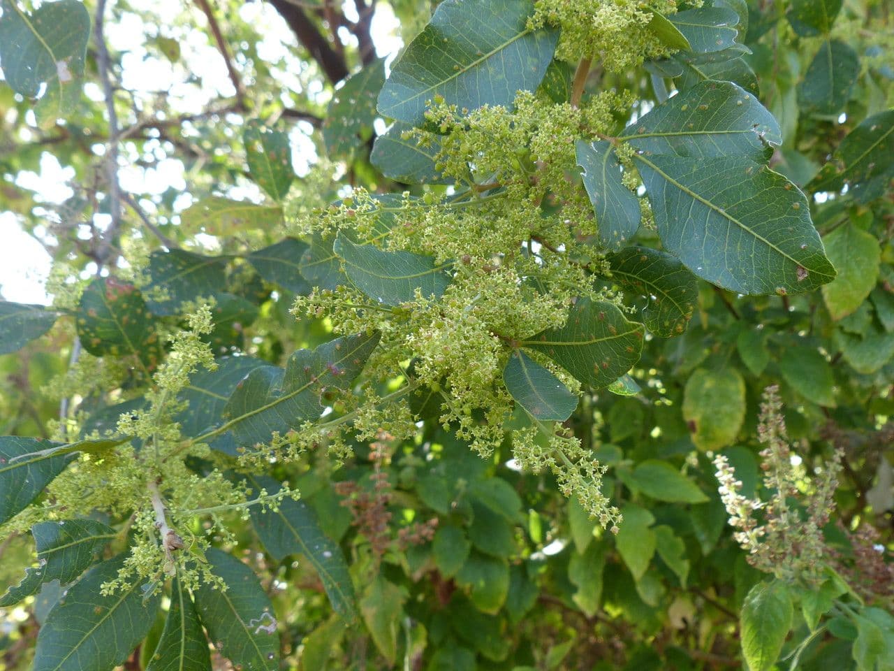 Searsia natalensis 28