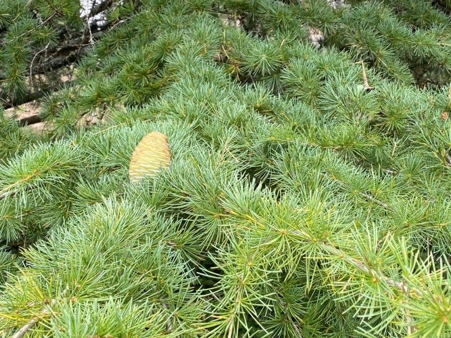 Cedro dell'Himalaya 29