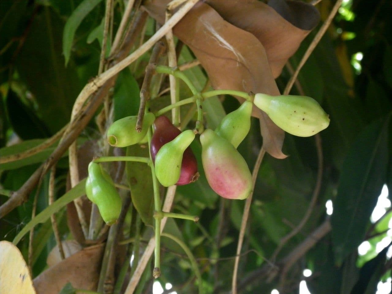 Syzygium guineense 2