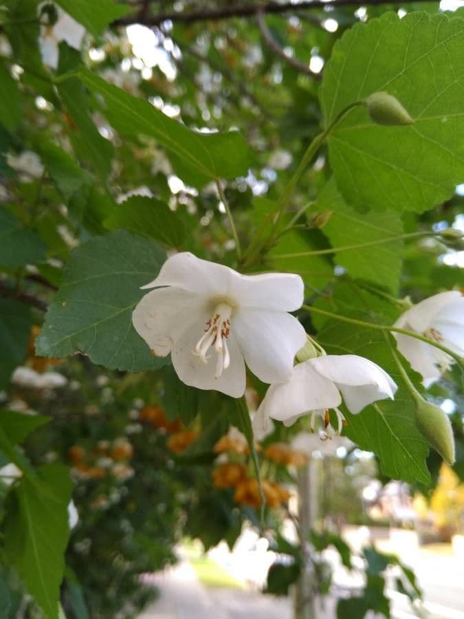 Dombeya 4